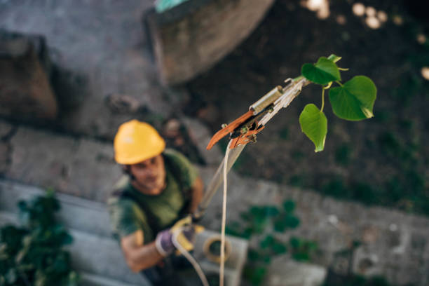How Our Tree Care Process Works  in  Darien, WI