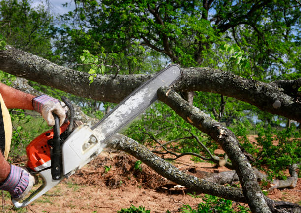 Reliable Darien, WI Tree Services Solutions